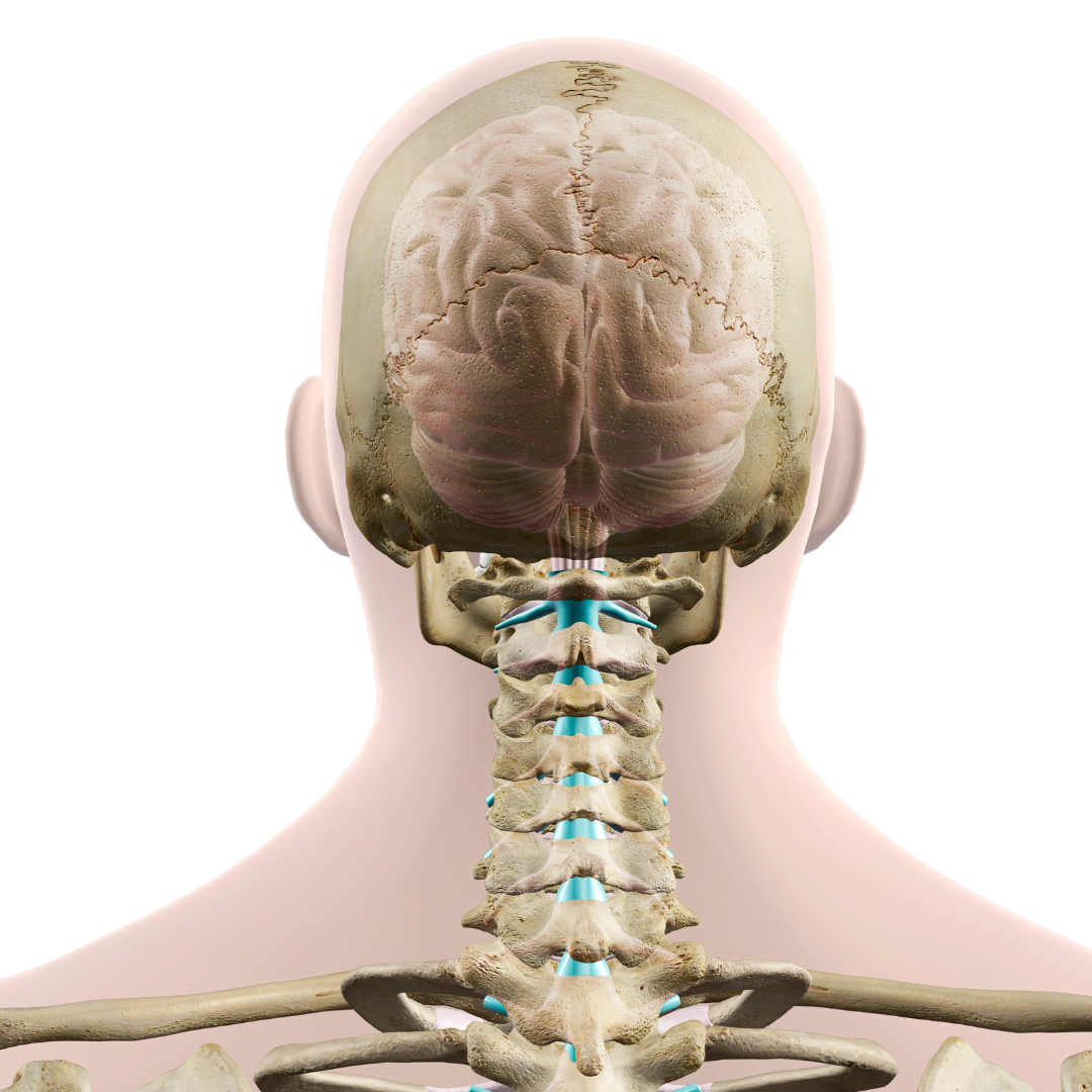 A diagram showing the anatomy of the neck from the back would typically include the following structures: Cervical vertebrae: The seven individual bones of the neck, labeled C1 to C7, which form the cervical spine. Spinous processes: Bony projections that extend posteriorly from each cervical vertebra, forming the visible bumps along the back of the neck. Nuchal ligament: A thick, elastic ligament that connects the spinous processes and provides support to the back of the neck. Occipital bone: The bone at the base of the skull that articulates with the first cervical vertebra (C1), known as the atlas. Muscles: Various muscles, such as the trapezius and levator scapulae, which attach to and support the cervical vertebrae, allowing for movement and stability of the neck. Posterior neck skin: The outermost layer of the neck, covering the underlying structures and providing protection.
